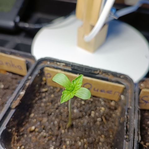RQS Purple Queen growlog timeline photo