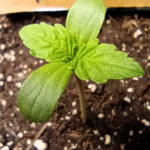 RQS Purple Queen growlog timeline photo