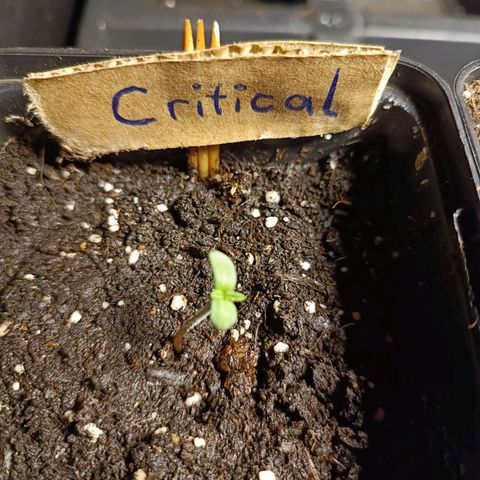 Critical #1 growlog timeline photo