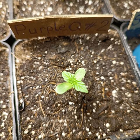 Purple Queen #2 growlog timeline photo