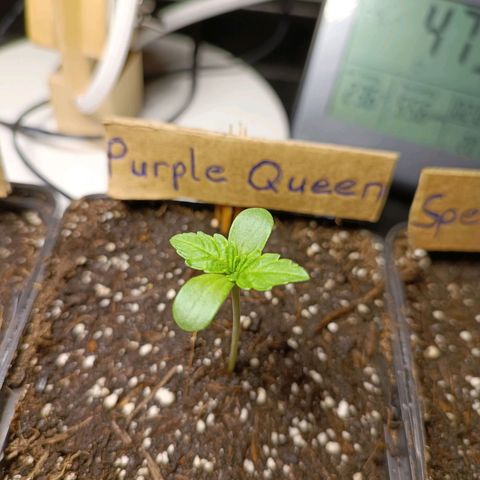 RQS Purple Queen growlog timeline photo