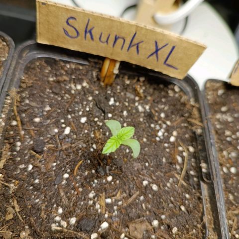 Skunk XL #1 growlog timeline photo