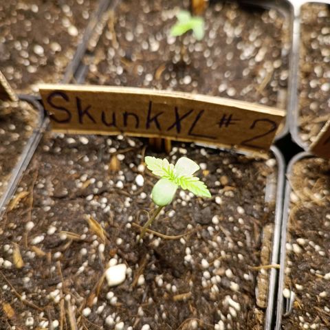 Skunk XL #2 growlog timeline photo
