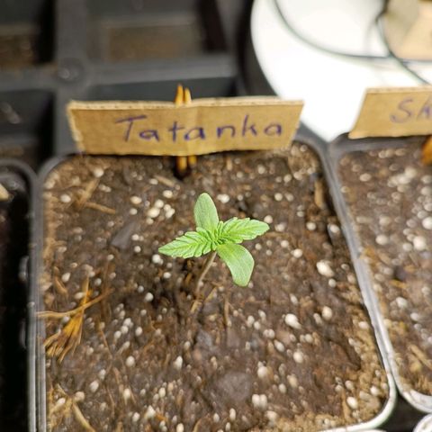 Tatanka Pure CBD #1 growlog timeline photo