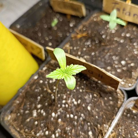 Tatanka Pure CBD #2 growlog timeline photo