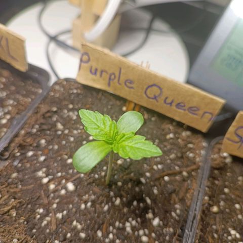 RQS Purple Queen growlog timeline photo