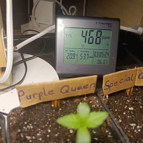 RQS Purple Queen growlog timeline photo