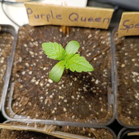 RQS Purple Queen growlog timeline photo