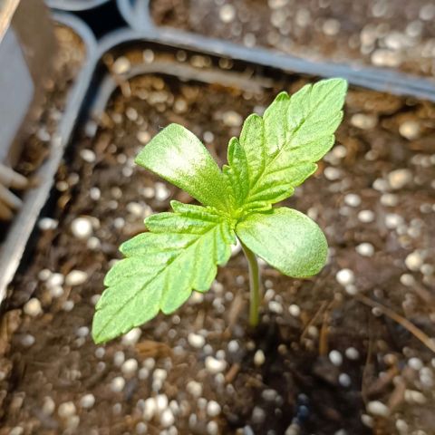 RQS Purple Queen growlog timeline photo
