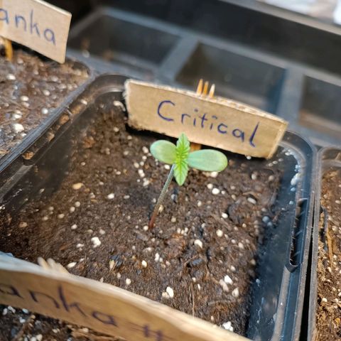 Critical #1 growlog timeline photo