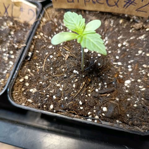 Purple Queen #2 growlog timeline photo