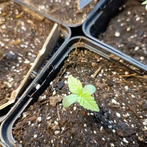 Skunk XL #1 growlog timeline photo