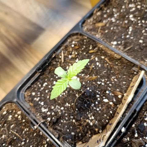 Skunk XL #2 growlog timeline photo