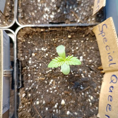Special Queen #1 growlog timeline photo