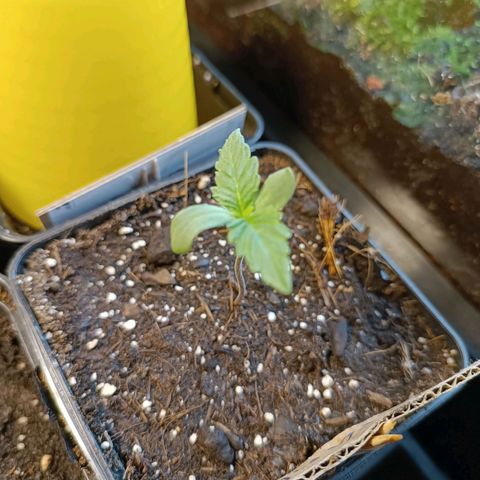 Tatanka Pure CBD #1 growlog timeline photo