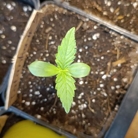 Tatanka Pure CBD #2 growlog timeline photo