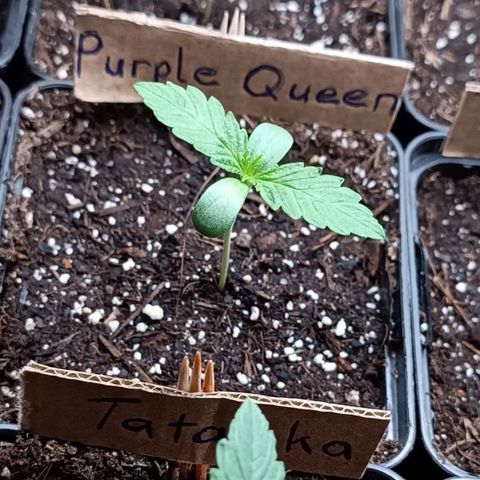 RQS Purple Queen growlog timeline photo