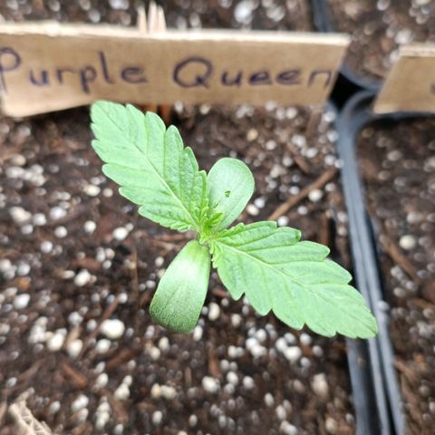 RQS Purple Queen growlog timeline photo
