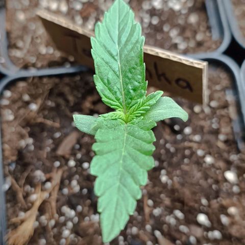 Tatanka Pure CBD #1 growlog timeline photo