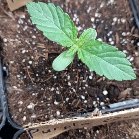 Purple Queen #2 growlog timeline photo