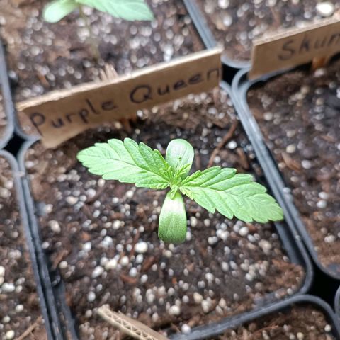 RQS Purple Queen growlog timeline photo