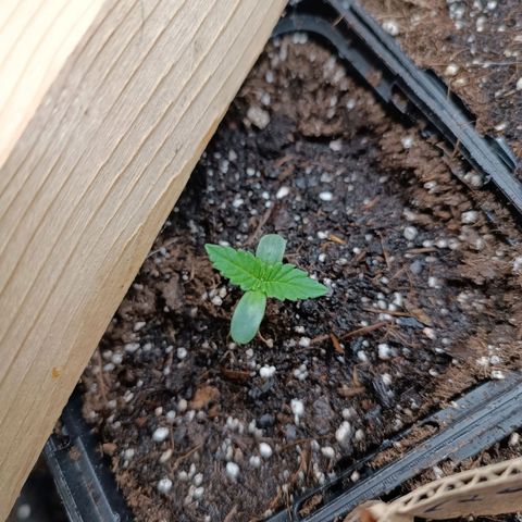 Special Queen #2 growlog timeline photo