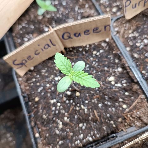 Special Queen #1 growlog timeline photo