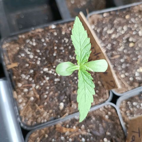 Tatanka Pure CBD #2 growlog timeline photo