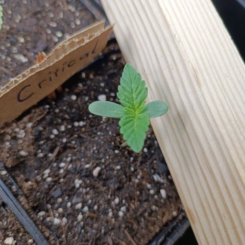 Critical #1 growlog timeline photo