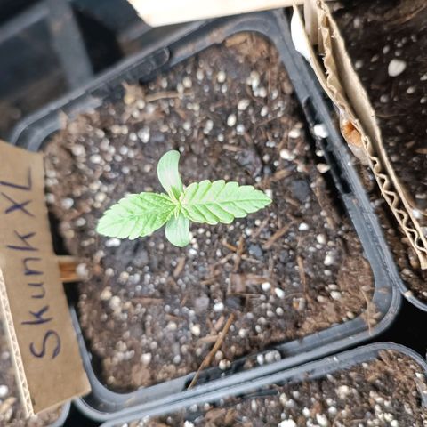 Skunk XL #1 growlog timeline photo