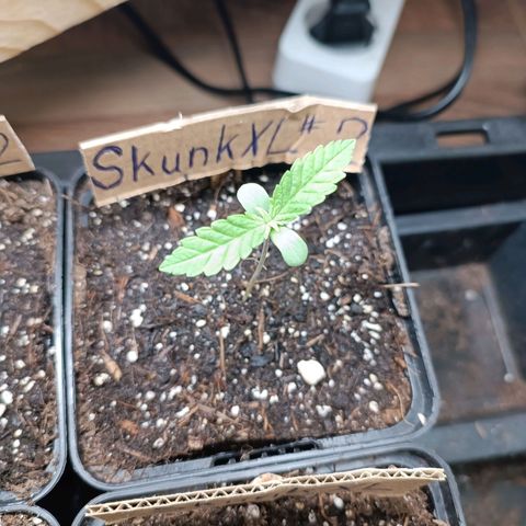 Skunk XL #2 growlog timeline photo