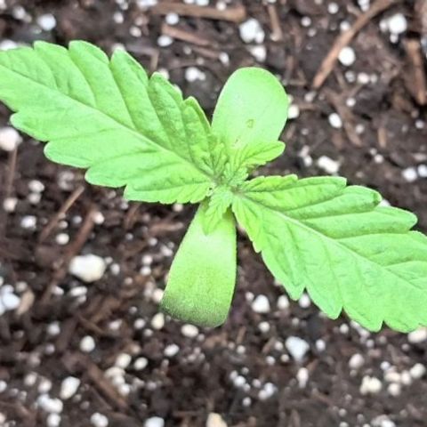 RQS Purple Queen growlog timeline photo