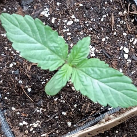 Purple Queen #2 growlog timeline photo