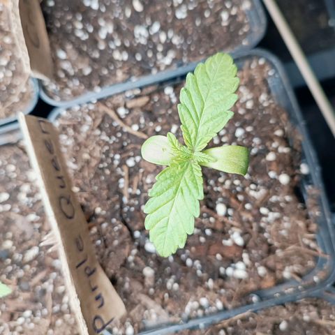 RQS Purple Queen growlog timeline photo