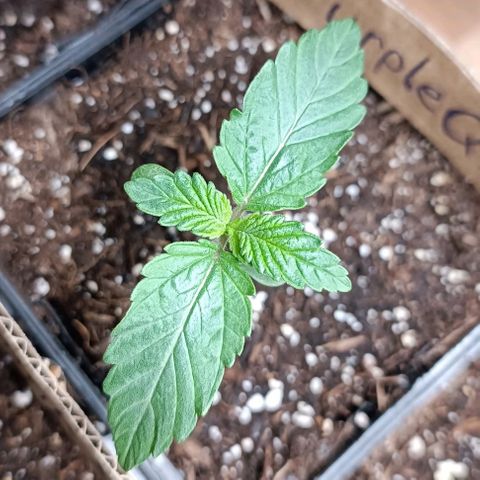 Purple Queen #2 growlog timeline photo