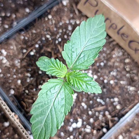 Purple Queen #2 growlog timeline photo