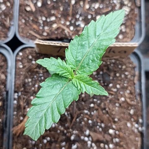 Tatanka Pure CBD #1 growlog timeline photo