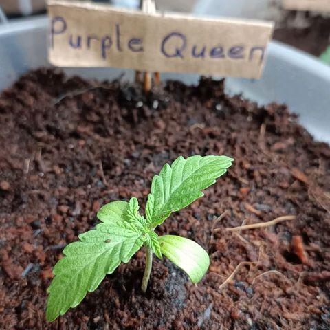 RQS Purple Queen growlog photo: Bigger Pott, Final Soil