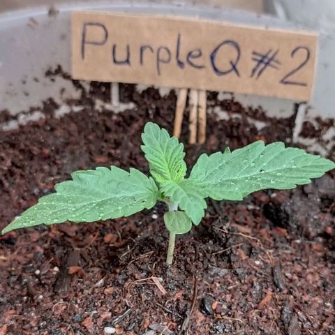 Special Queen #2 growlog timeline photo