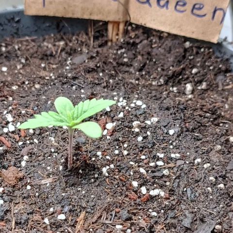 Special Queen #1 growlog timeline photo