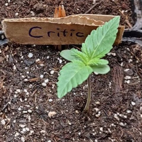 Critical #1 growlog timeline photo