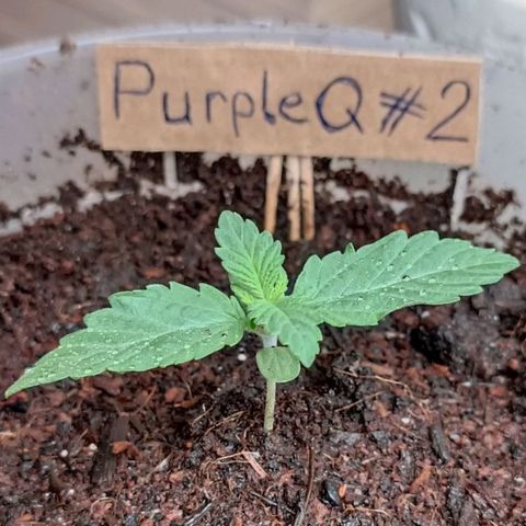 Purple Queen #2 growlog timeline photo