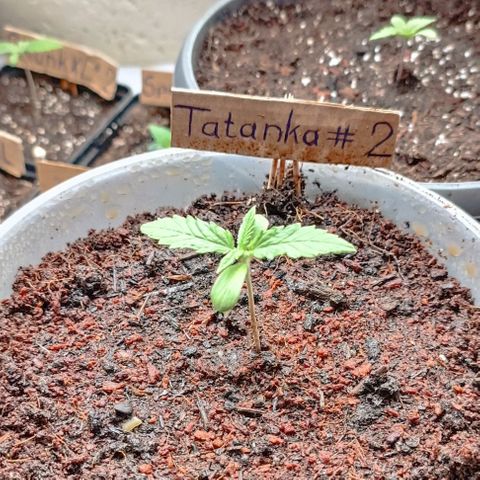 Tatanka Pure CBD #1 growlog timeline photo