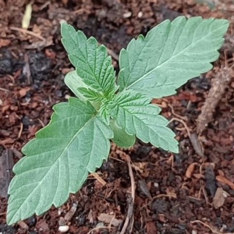 Purple Queen #2 growlog timeline photo