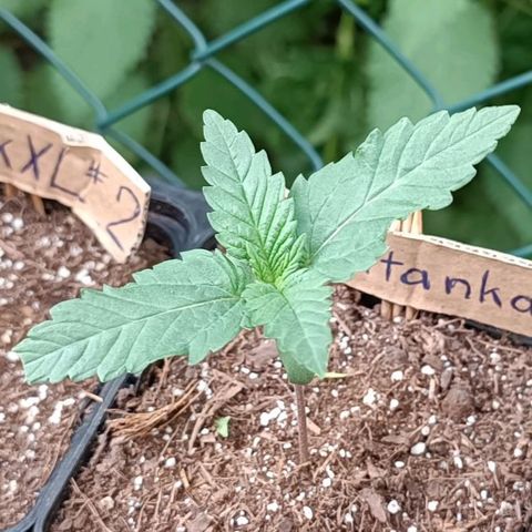 Tatanka Pure CBD #1 growlog timeline photo