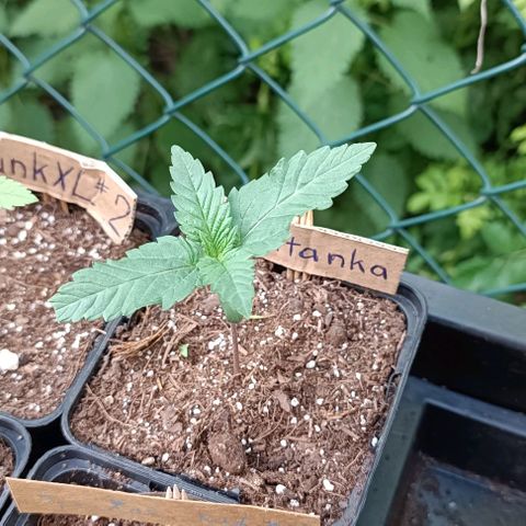 Tatanka Pure CBD #1 growlog timeline photo