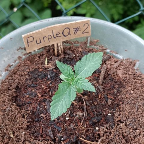 Purple Queen #2 growlog timeline photo