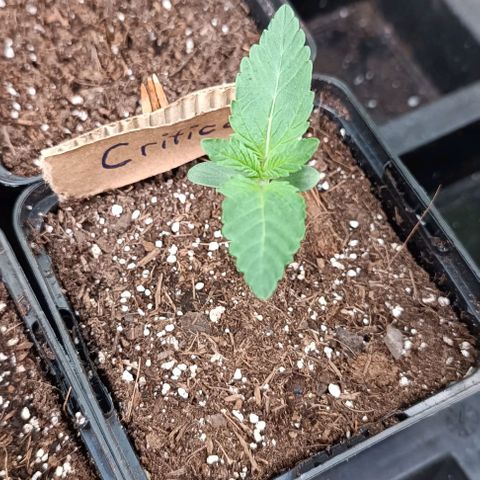 Critical #1 growlog timeline photo