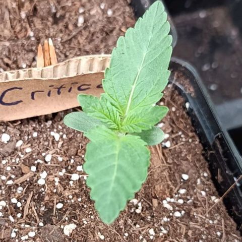 Critical #1 growlog timeline photo