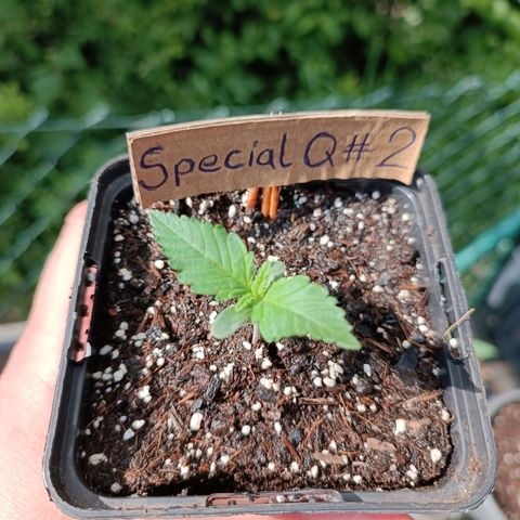 Special Queen #2 growlog timeline photo